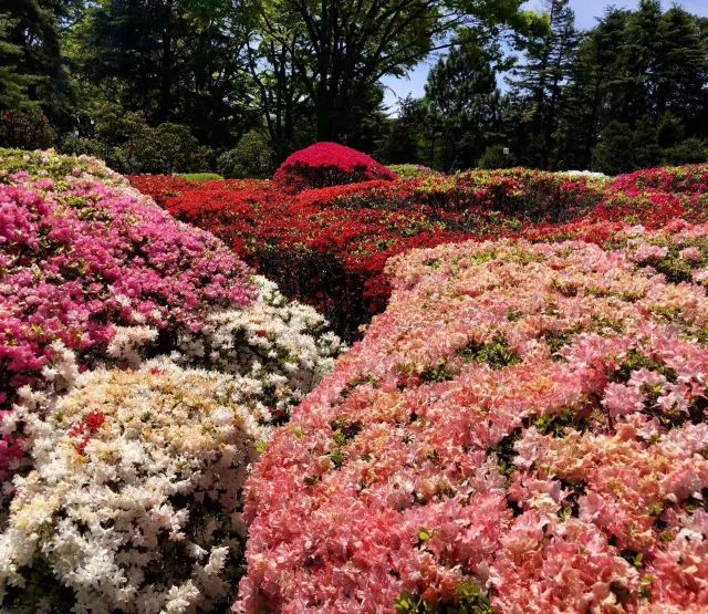 调布市神代植物公园攻略 调布市神代植物公园门票 游玩攻略 地址 图片 门票价格 携程攻略