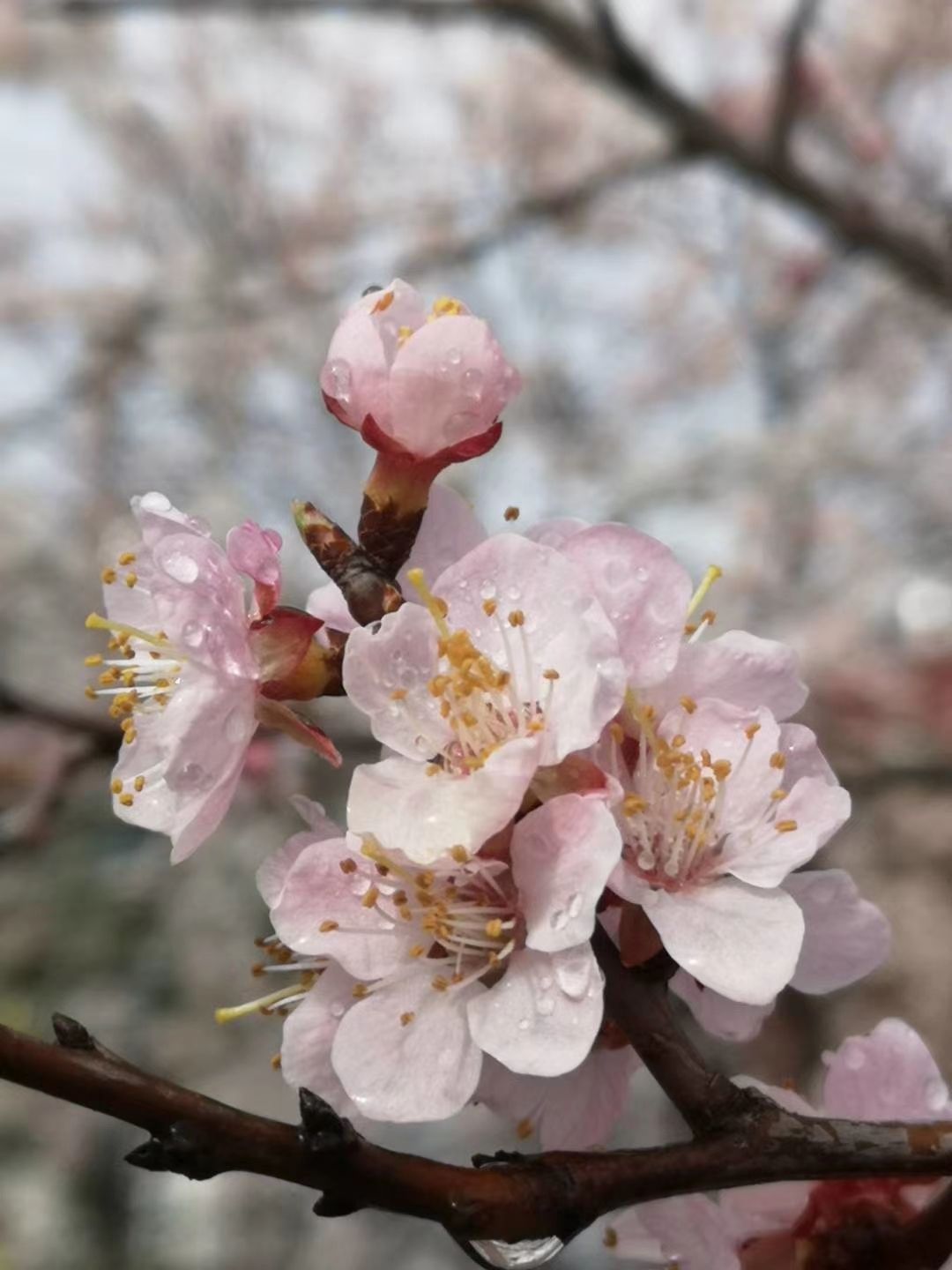 东南花都花博园