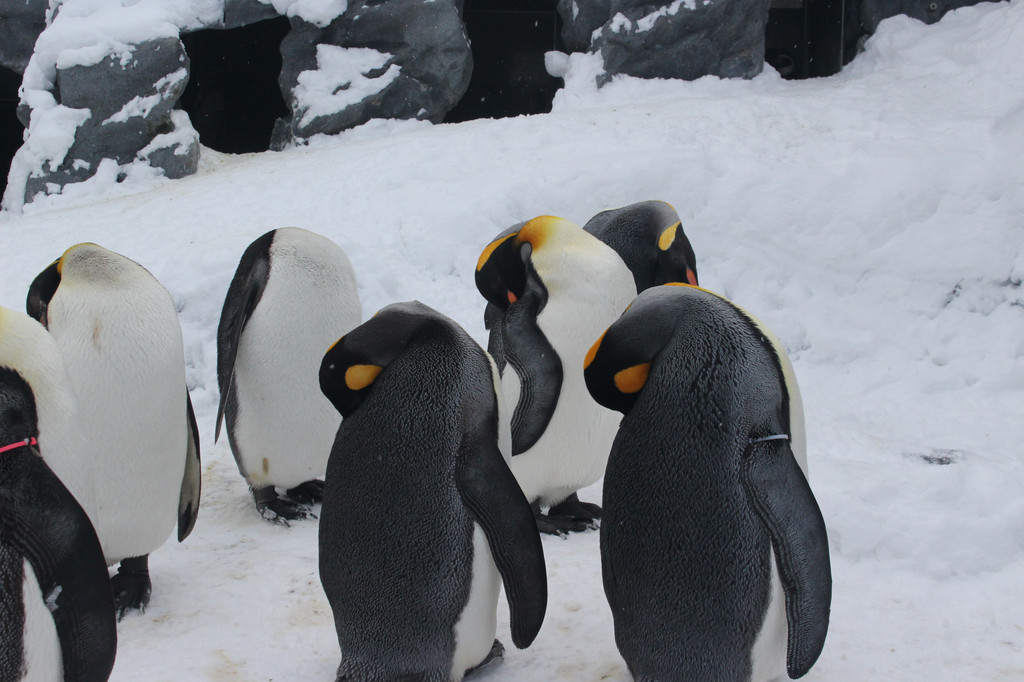 原来企鹅是这样睡觉的