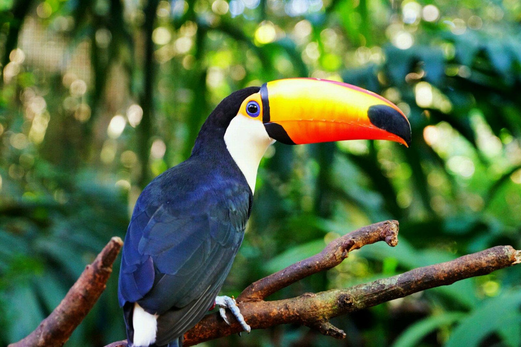 "梦境": 巴西(上)(1)