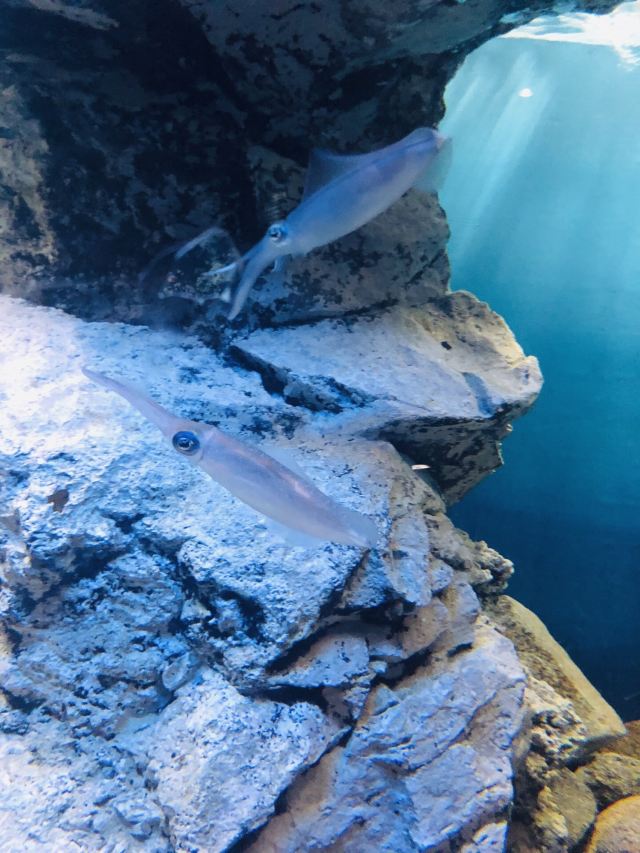 鹿儿岛水族馆