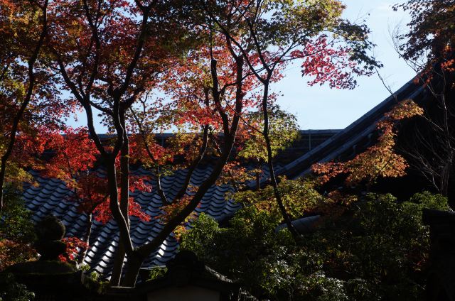 奈良春日野园地攻略 奈良春日野园地门票 游玩攻略 地址 图片 门票价格 携程攻略