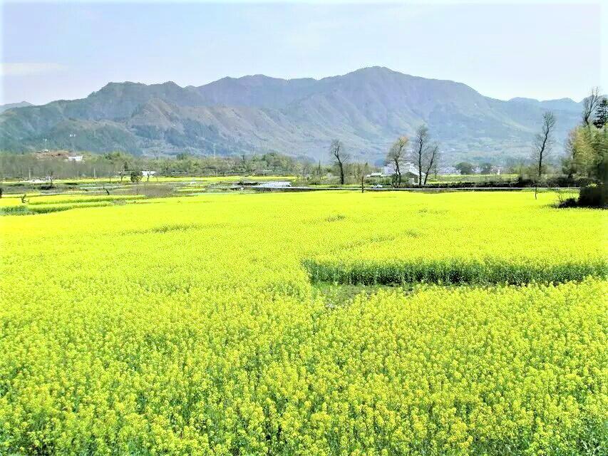 崀山油菜花