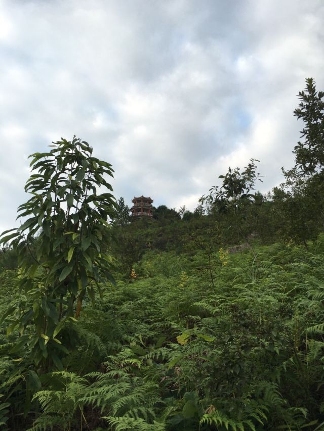 龙里龙架山森林公园攻略,龙里龙架山森林公园门票/游玩攻略/地址/图片