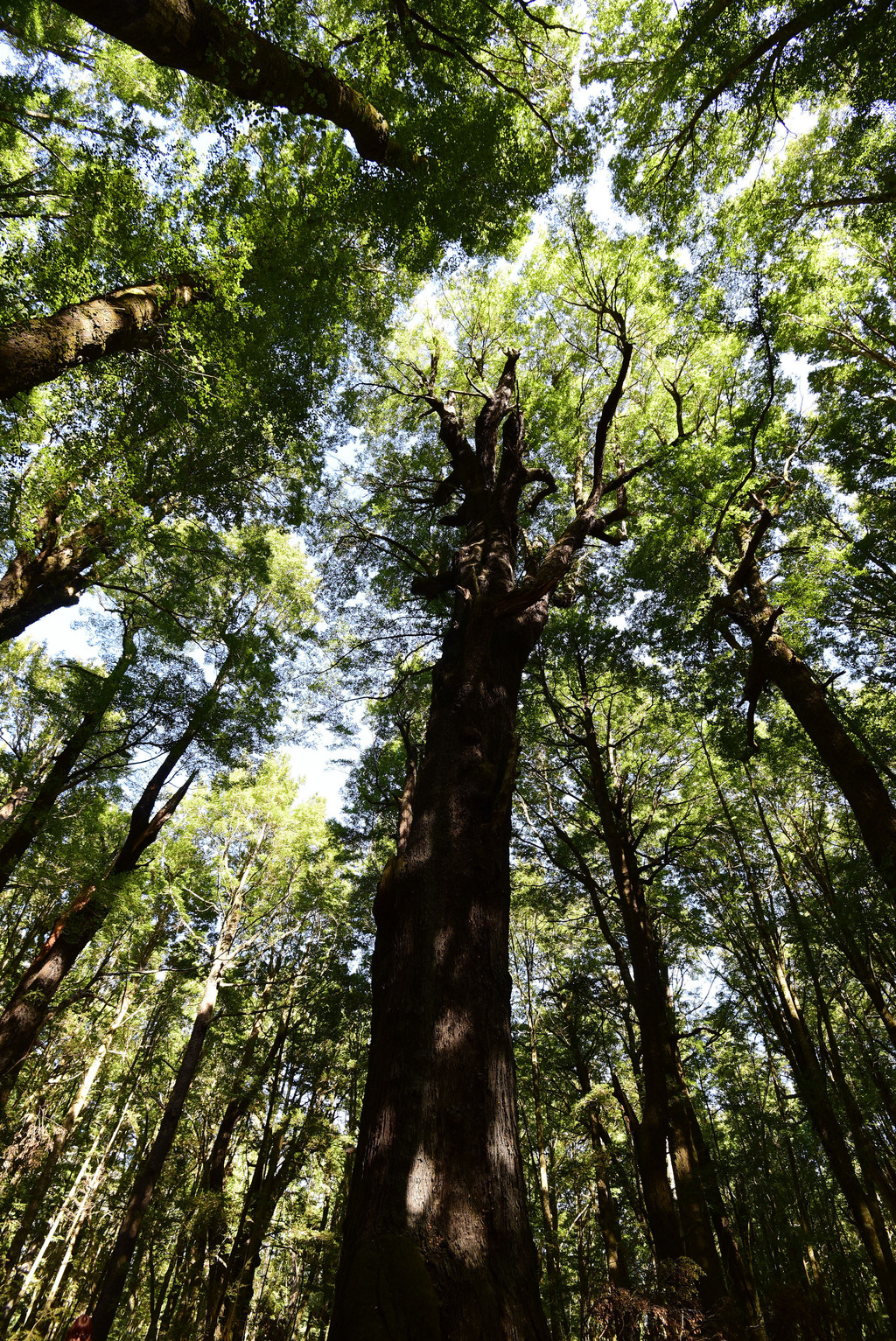 接着,是一段挺无聊的榉木林徒步.据说,这些森林已经有8000万年的历史.