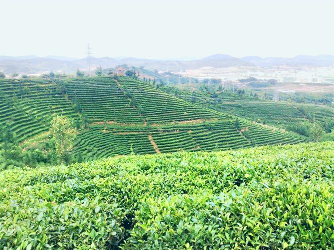 营盘山万亩茶园旅游休闲点