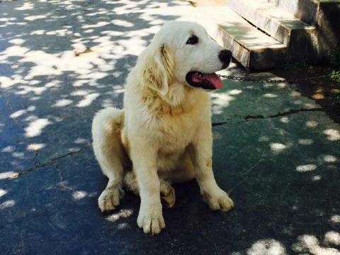 第一次见过白色的藏獒雪獒,看起来不是那么凶猛. 西藏藏獒基地
