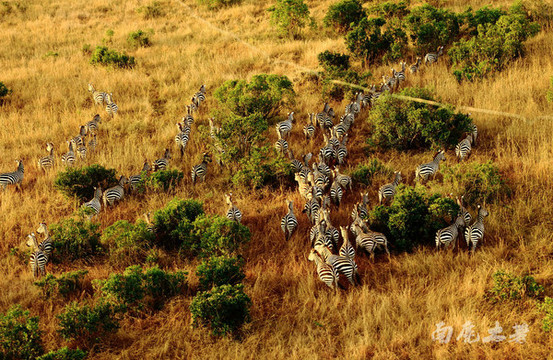 肯尼亚野生动物大迁徙震撼到了cctv