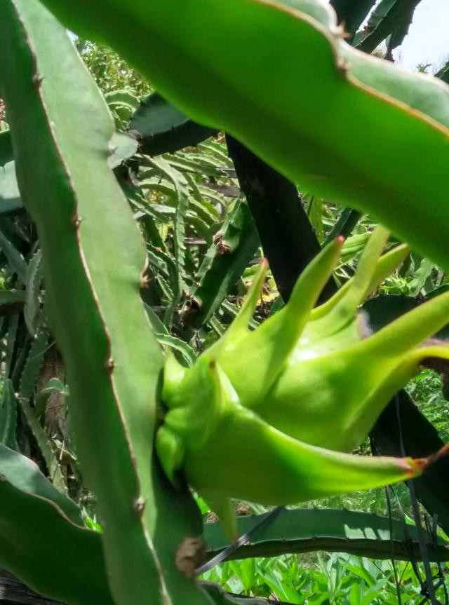 景區內的火龍果種植園,看看火龍果是怎麼長的