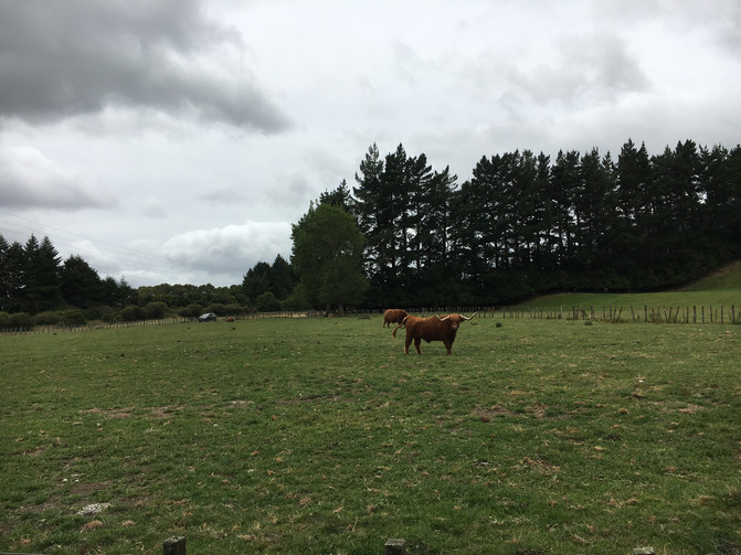 田园牧歌般的罗托鲁瓦 - 新西兰游记攻略【携程