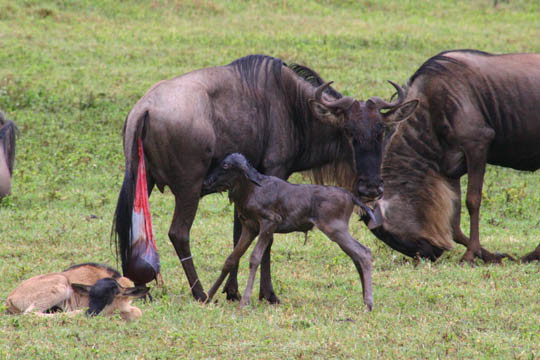 每年1月2月,迁徙群南下抵达塞伦盖蒂短草平原,在这里,母角马们会生育