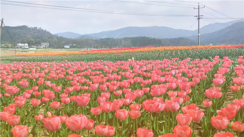 花溪茶谷景区