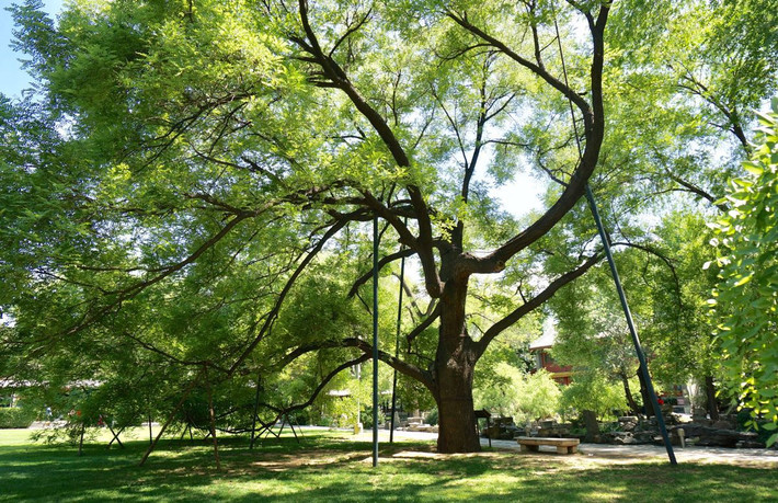 游京城槐园,品槐树文化 - 北京游记攻略【携程攻略】