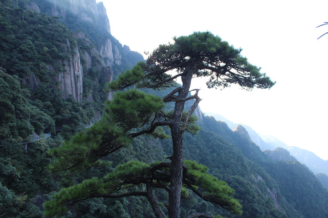 挺拔的松树图片,挺拔的松树,松树图片_大山谷图库
