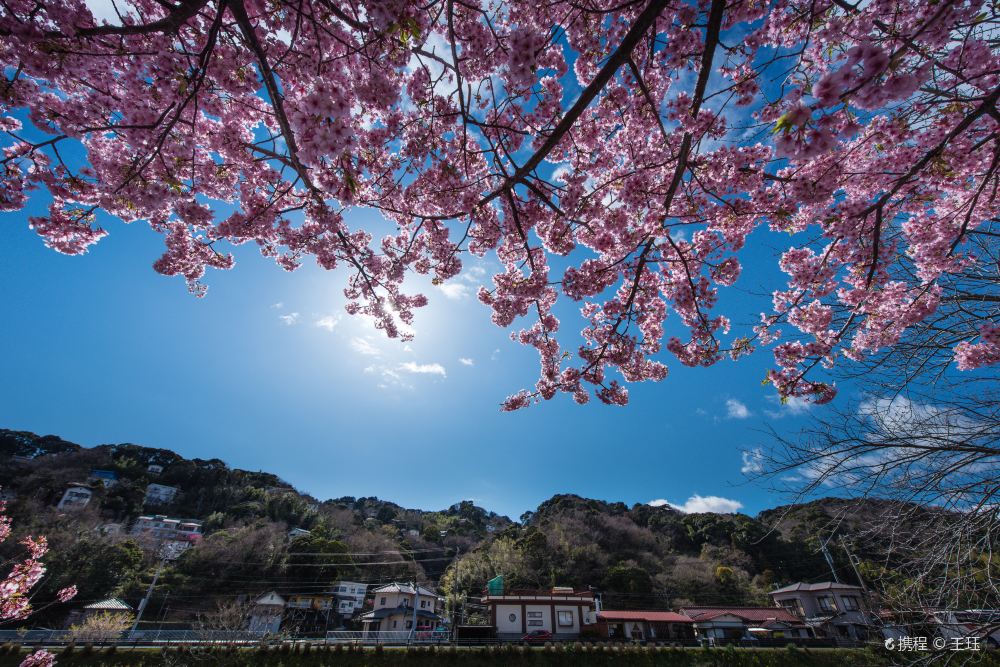 东京一日游 三浦海岸河津樱横滨三溪园品梅和浪漫早春巴士中文导游 指定酒店迎接 美味午餐