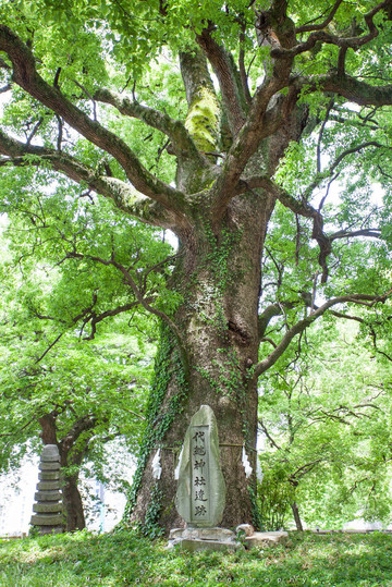 这颗古树依然是枝繁叶茂.