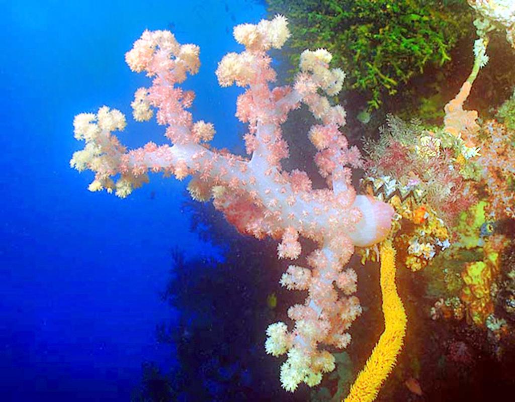 涠洲岛潜水