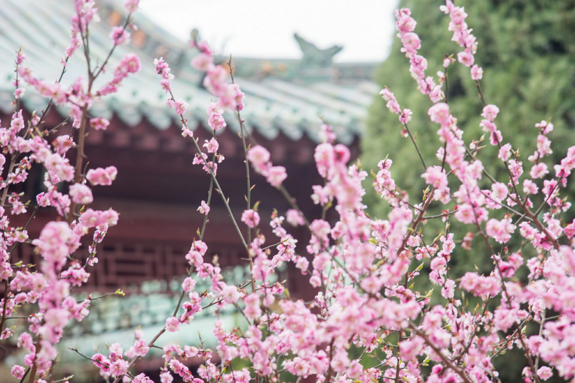 玉泉禅寺