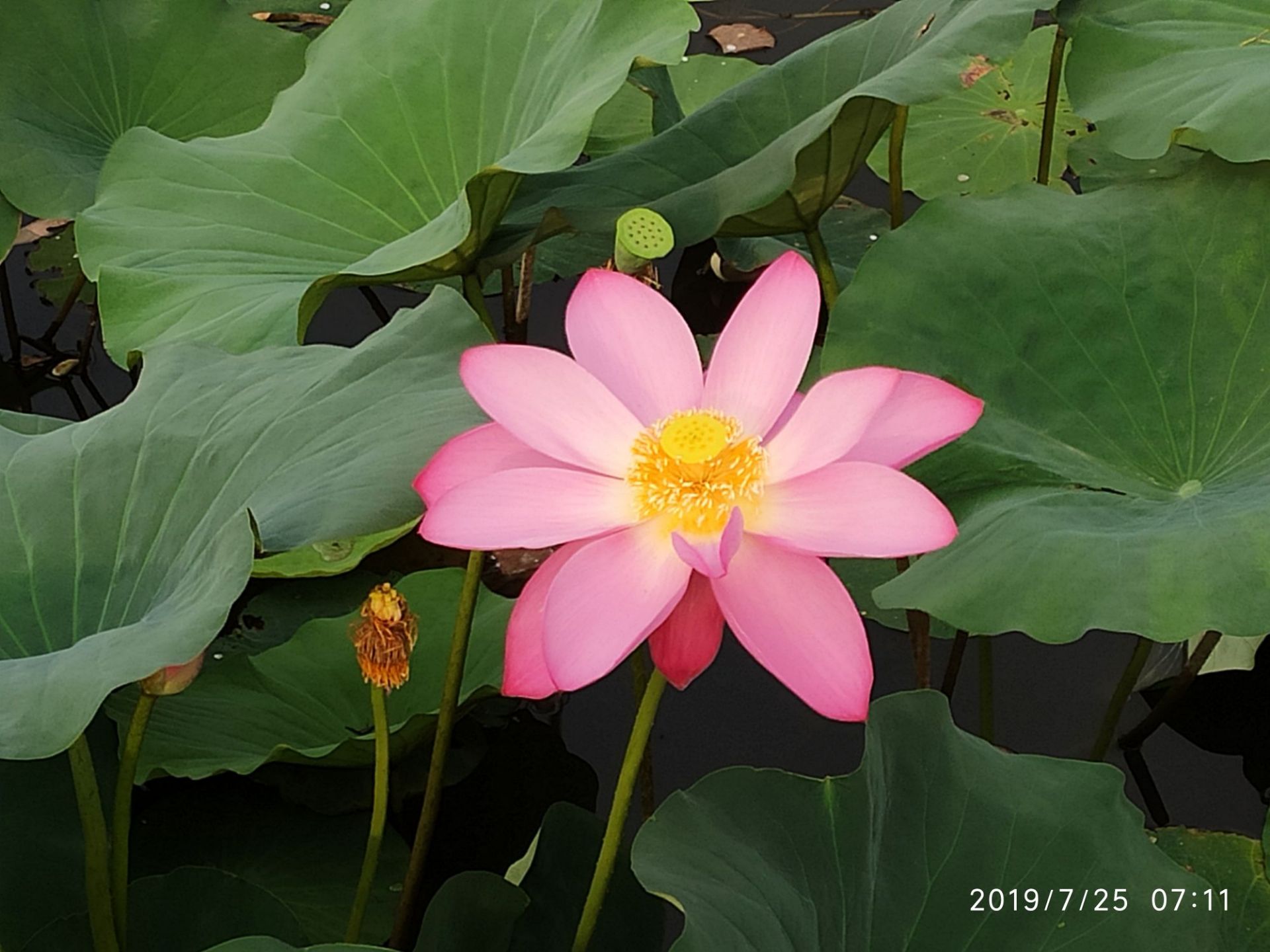 花千树中央公园