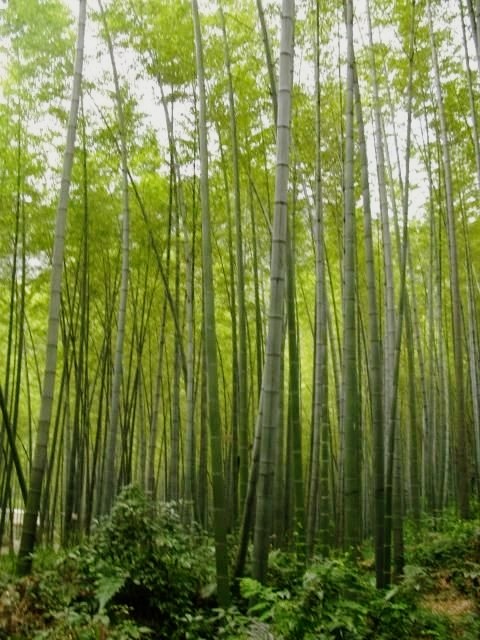 永川茶山竹海