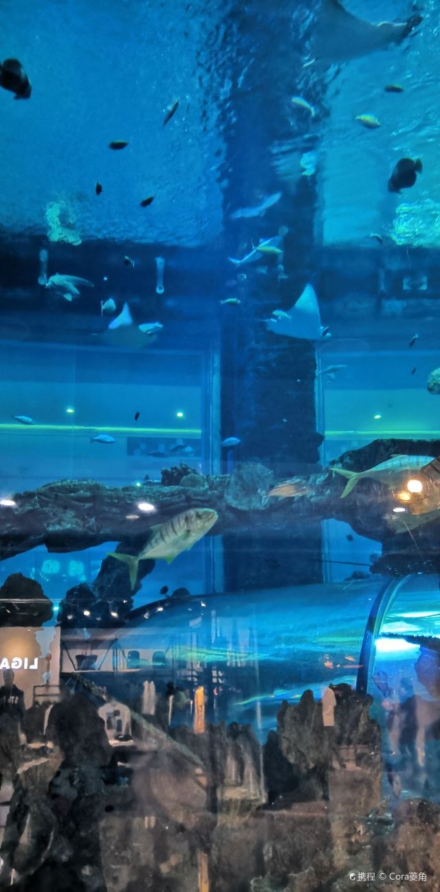 佛山天佑城海洋馆攻略,佛山天佑城海洋馆门票/游玩攻略/地址/图片