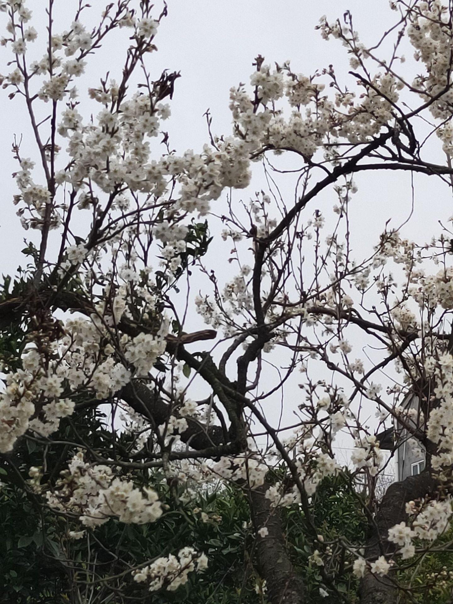 胡家湾樱花园