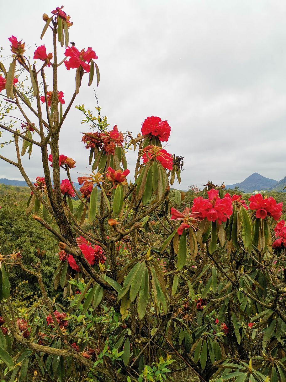 百里杜鹃杜鹃花王景区