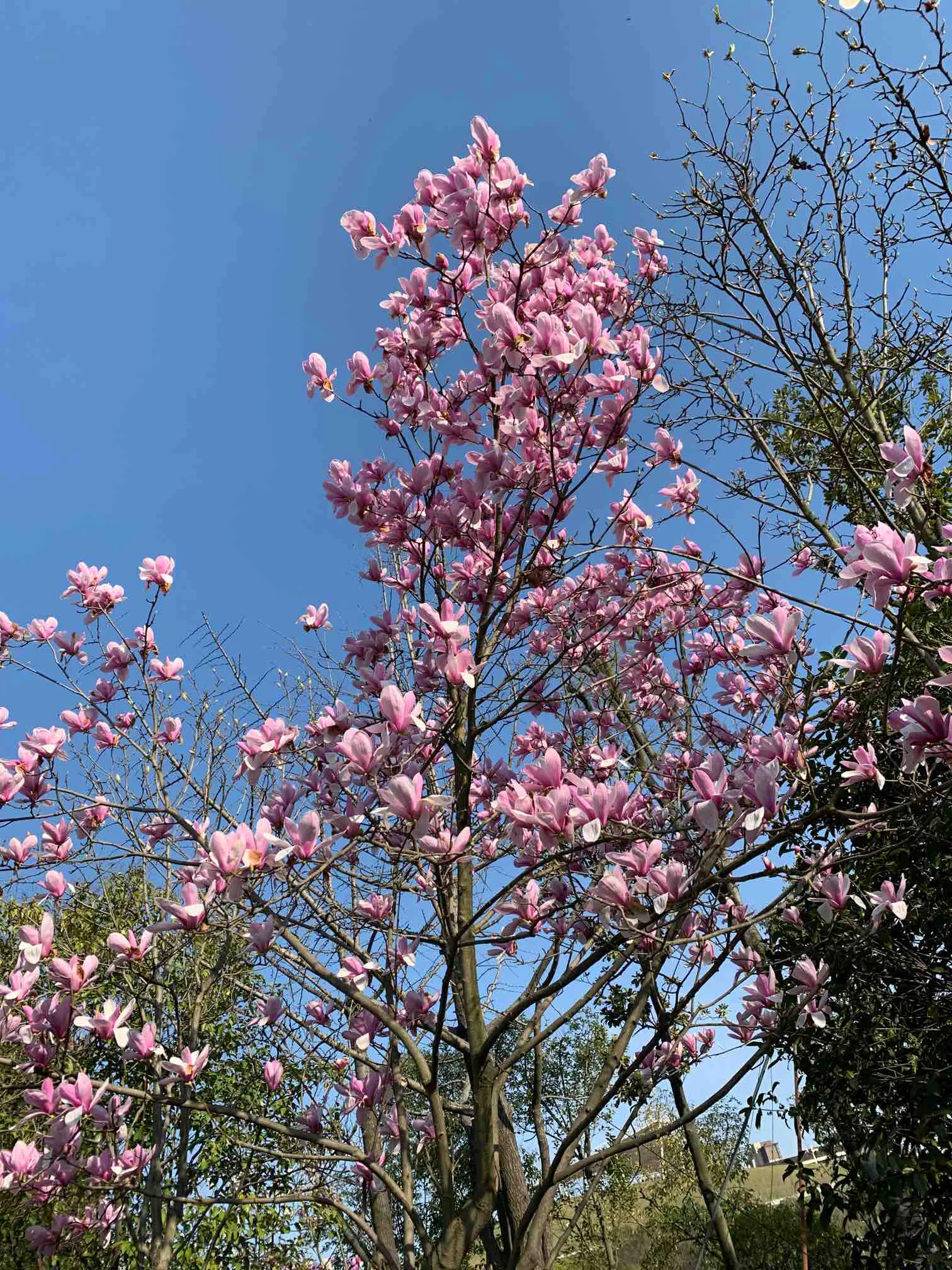 四顶山奶奶庙