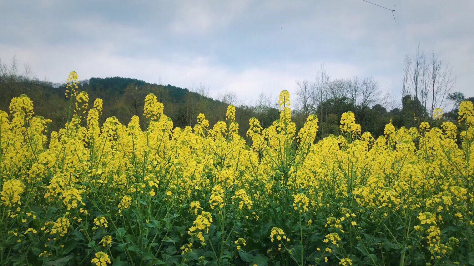 崇州花海莲溪农业态观光园