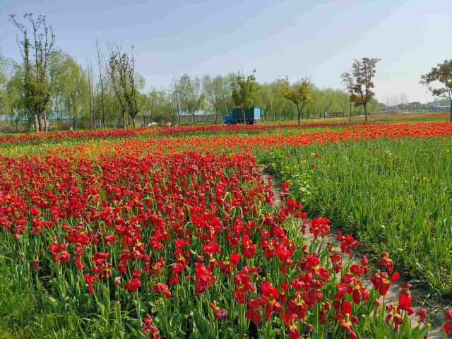 芜湖六郎湿地公园图片