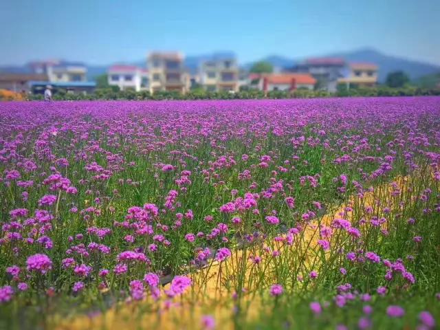 江西九江庐山西海花千谷包车一日游【九江出发