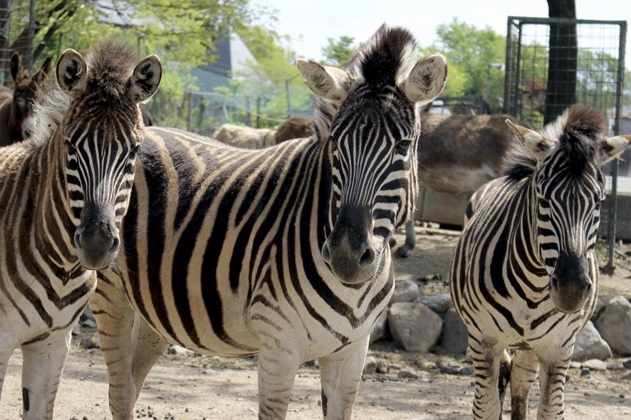 那須野生動物園