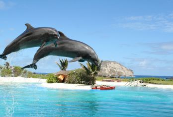 夏威夷海洋公园【接送+各种套餐+海豚套餐】【与动物亲密接触，看海豚表演，带小朋友边玩边学，亲子活动的不二场所】