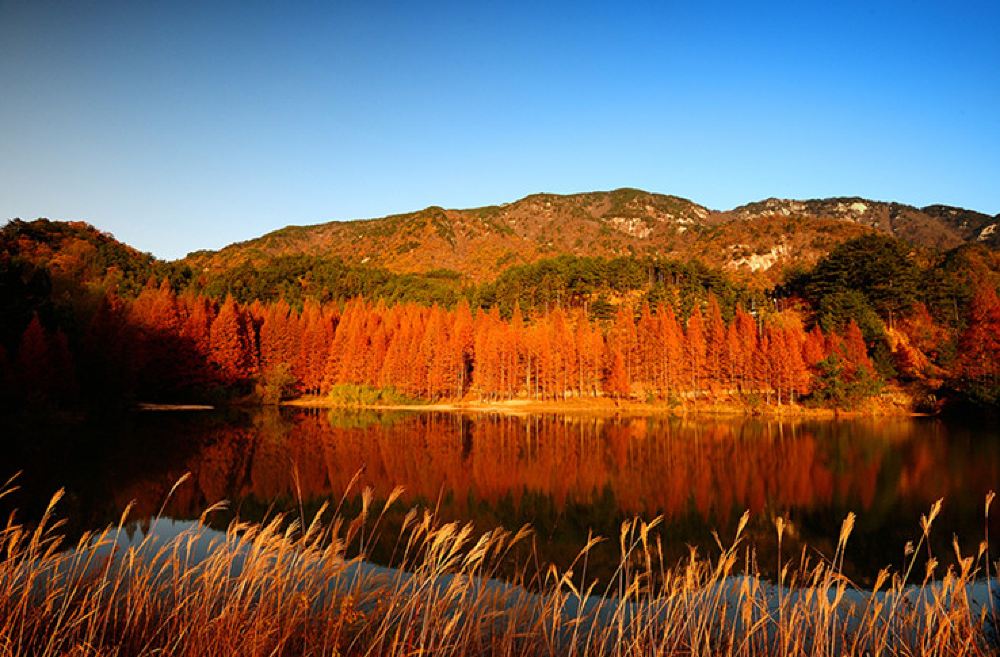 英山桃花冲森林公园一日游【赏红叶出游好去处】