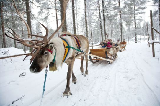 芬兰罗瓦涅米 驯鹿雪橇驾驶体验(30分钟)