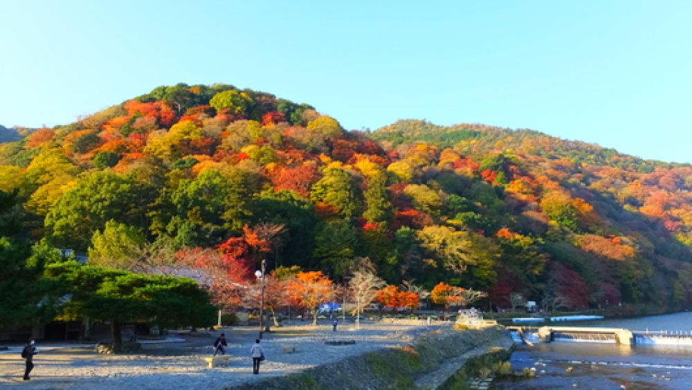 日本京都嵯峨野观光小火车 岚山保津川漂流 天龙寺一日游 世界遗产 线路推荐 携程玩乐