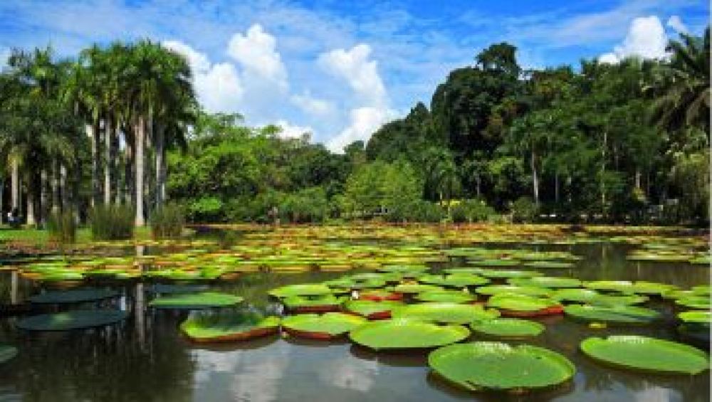 雲南中科院西雙版納熱帶植物園一日遊植物百科流連忘返超長遊玩時間