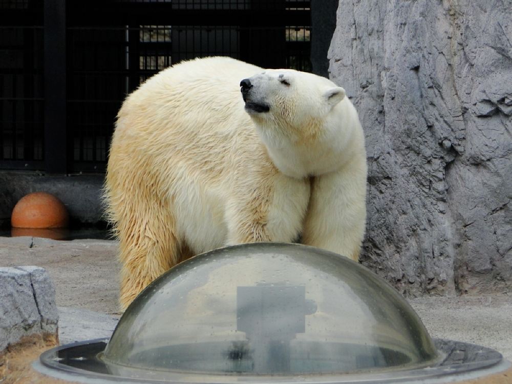 旭山动物园一日游【旭山动物园亲子一日游 · 春夏】