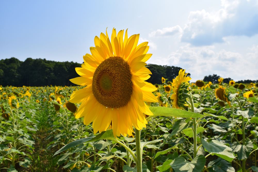 日本北海道空知郡赏太阳花一日游【150万株太阳花,户外雕刻美术馆,角