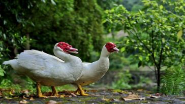 红嘴雁,与一般家鸭同属不同种,是一种似鹅非鹅,似鸭非鸭的鸭科家禽