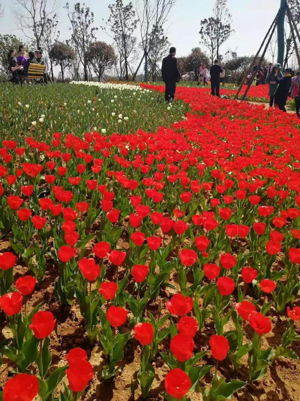 开业花篮定制：让这份祝福成为美好开始