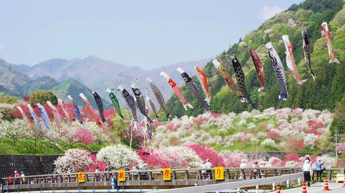 日本长野县阿智村花桃林一日游 和牛黑猪福味鸡涮涮锅草莓甜品与蜜瓜畅吃 线路推荐 携程玩乐