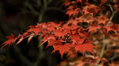 京都云龙院 东寺 夜间点灯赏枫夜游 红叶季限定 免排队快速入场 含门票 线路推荐 携程玩乐