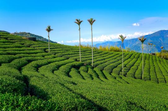 嘉义阿里山森林游乐区 赏茶园 石卓云瀑一日游【阿里山一日游】