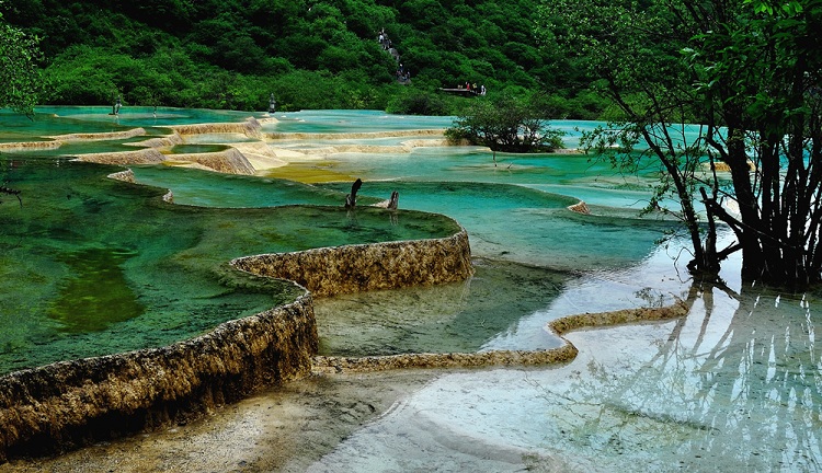 峨眉山 旅游 高山 四川 风景名胜 云海 野花 国内风景 旅游摄影