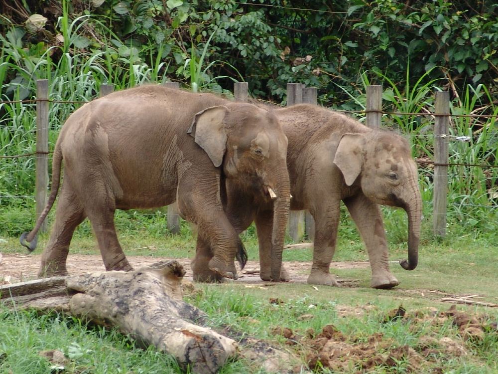 沙巴洛高宜野生動物園 j婆羅洲文化村一日遊