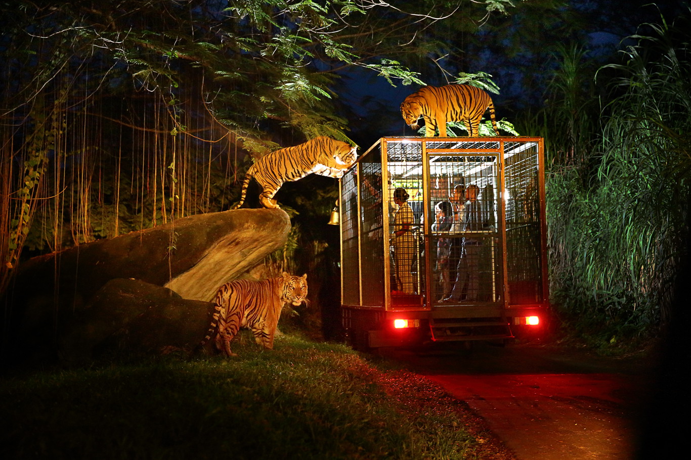 巴厘 野生动物园 Night Safari1