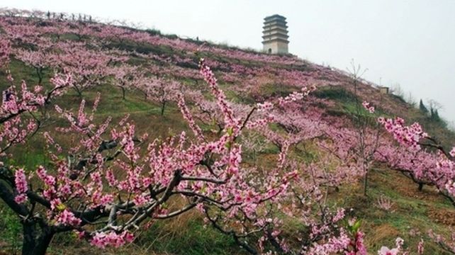 王莽万亩桃园一日游桃花特价