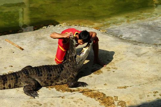 泰国曼谷北榄鳄鱼湖动物园三头神象博物馆一日游古城七十二府主题公园