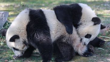 本週熱點二:動物開始進入繁殖季